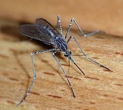 mosquitoes removal